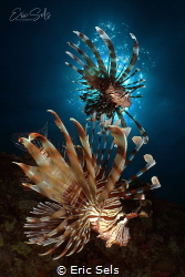 2 lionfishes were chasing glassfishes on the wreck of the... by Eric Sels 